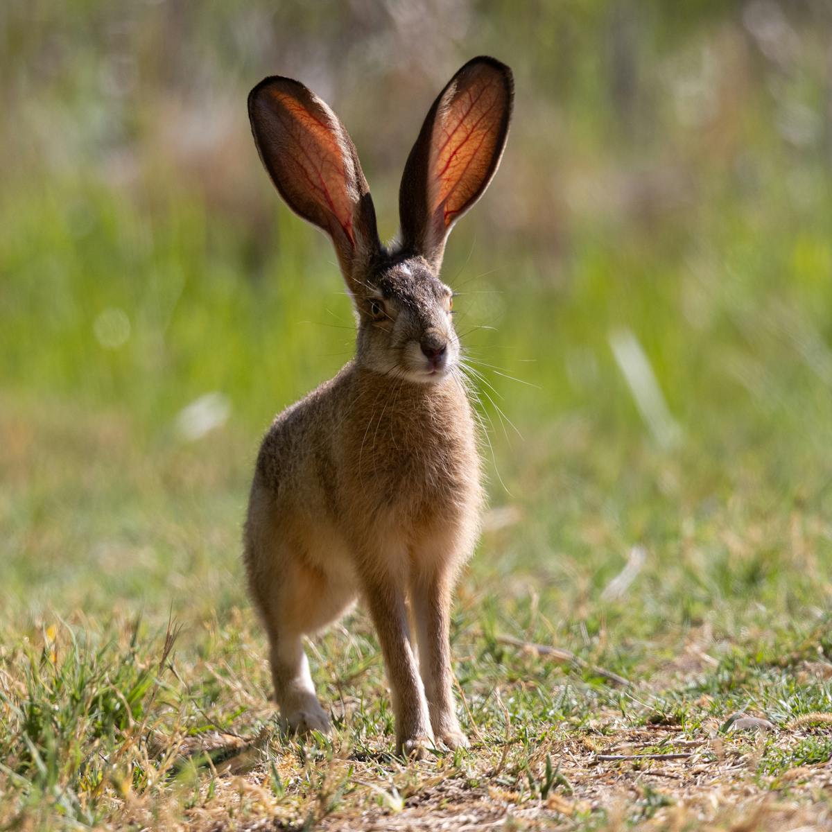 In the Year of the Rabbit, spare a thought for all these wonderful ...