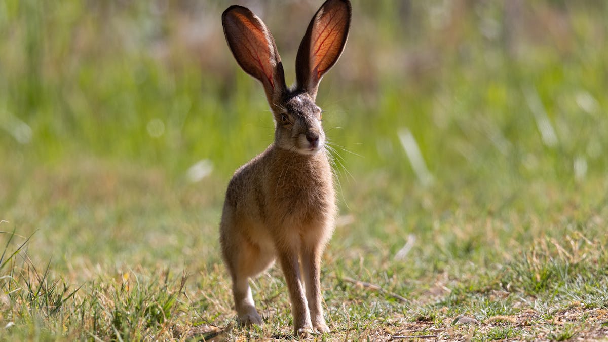 In the Year of the Rabbit, spare a thought for all these wonderful  endangered bunny species