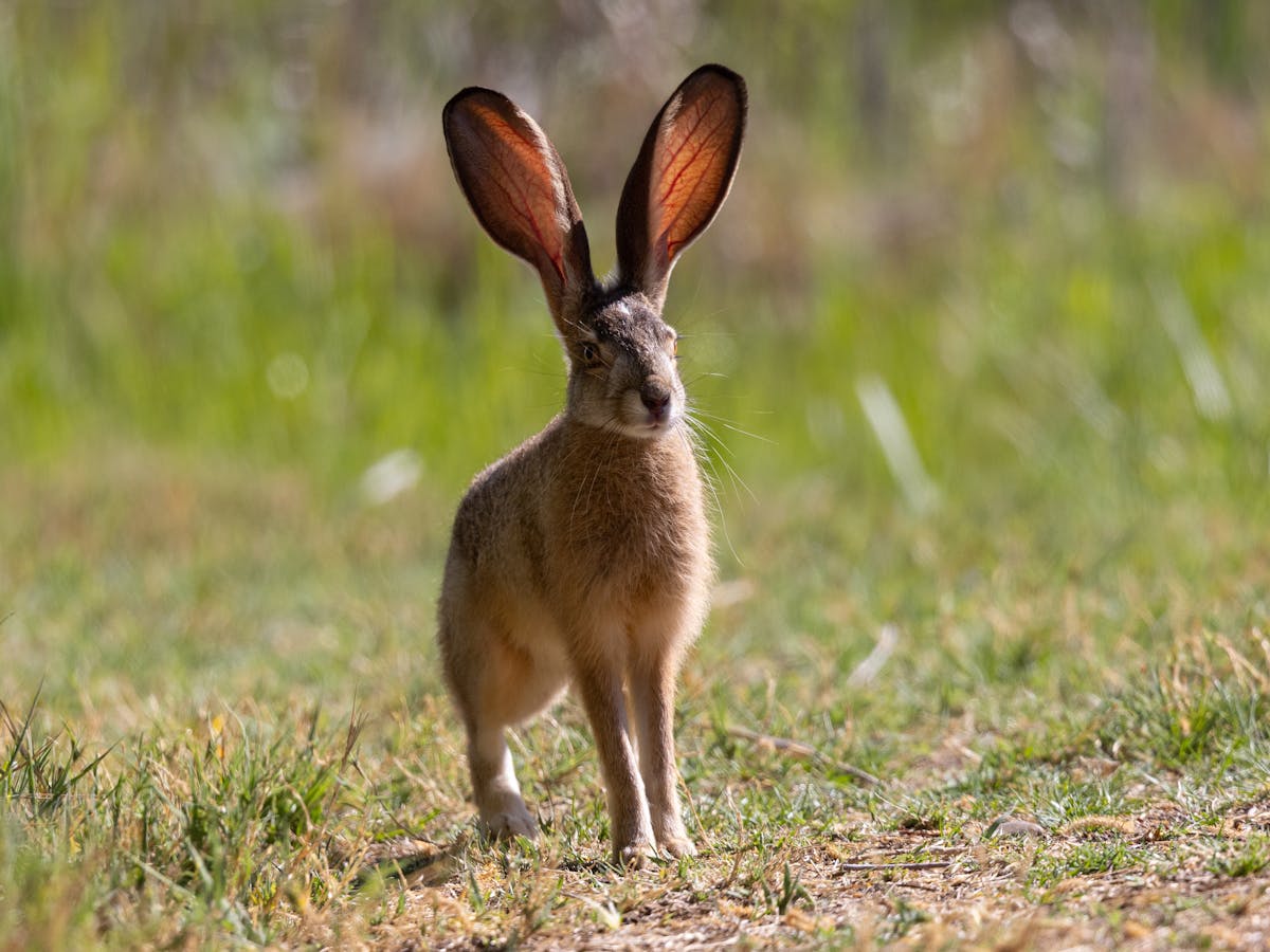 In the Year of the Rabbit, spare a thought for all these wonderful  endangered bunny species
