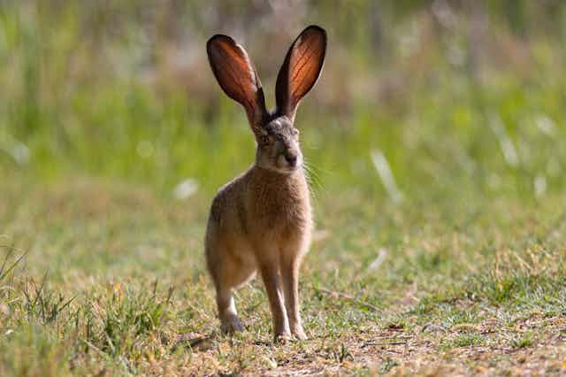 A rabbit with really large ears standing still on a grassy landscape