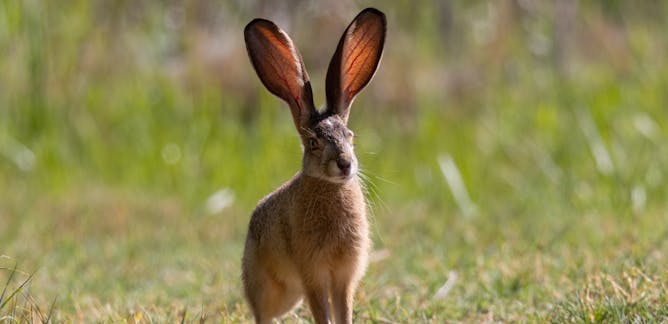 Rabbits – News, Research and Analysis – The Conversation – page 1