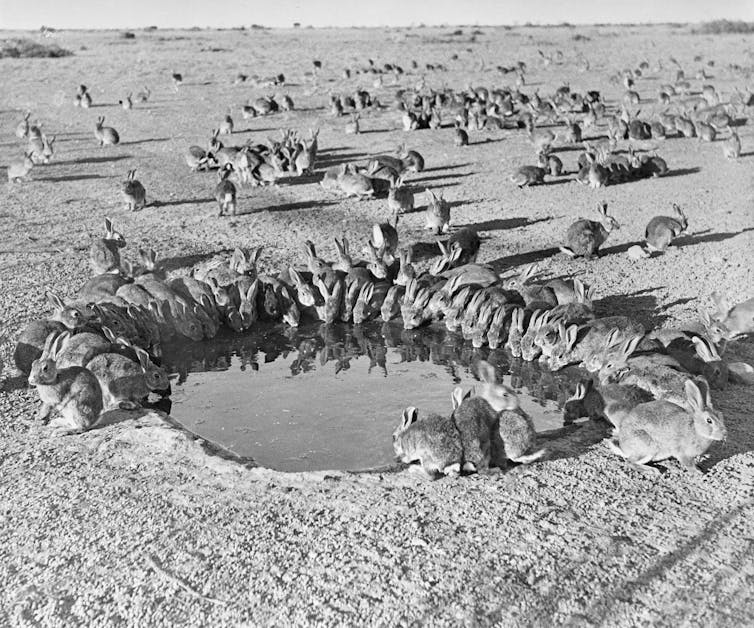 A greyscale shot of a round watering hole almost entirely encircled in rabbits