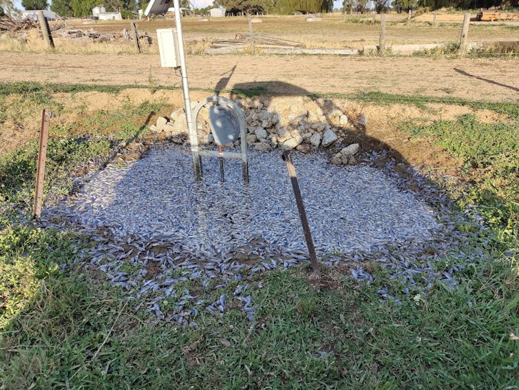 Carp stranded on a farm