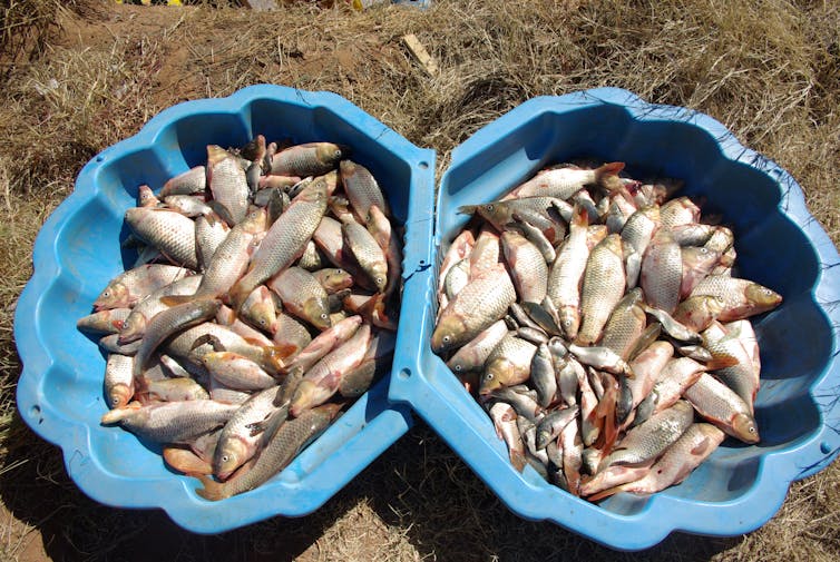 Piles of dead carp in clamshell pools