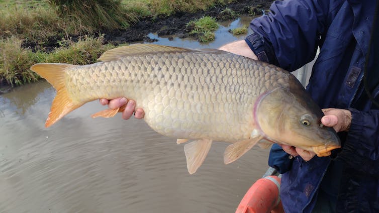 Person holding a carp