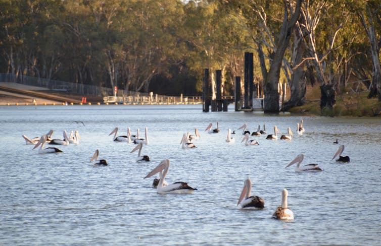 Flock of pelicans on a river