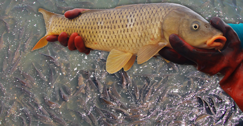 Exploding carp numbers are 'like a house of horrors' for our rivers. Is it time to unleash carp herpes?
