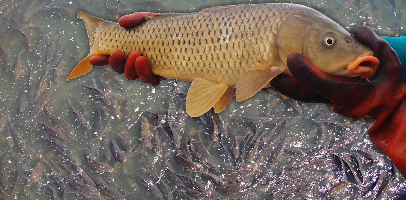 Exploding carp numbers are 'like a house of horrors' for our rivers. Is it  time to unleash carp herpes?