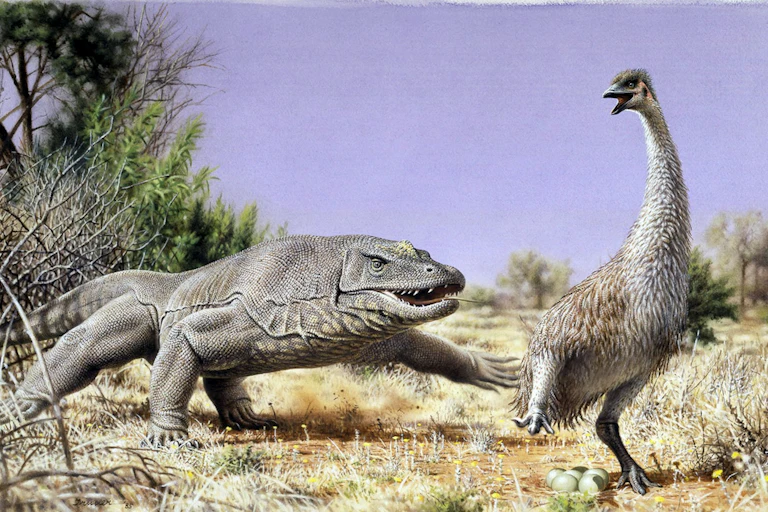 Artist's impression of Genyornis.