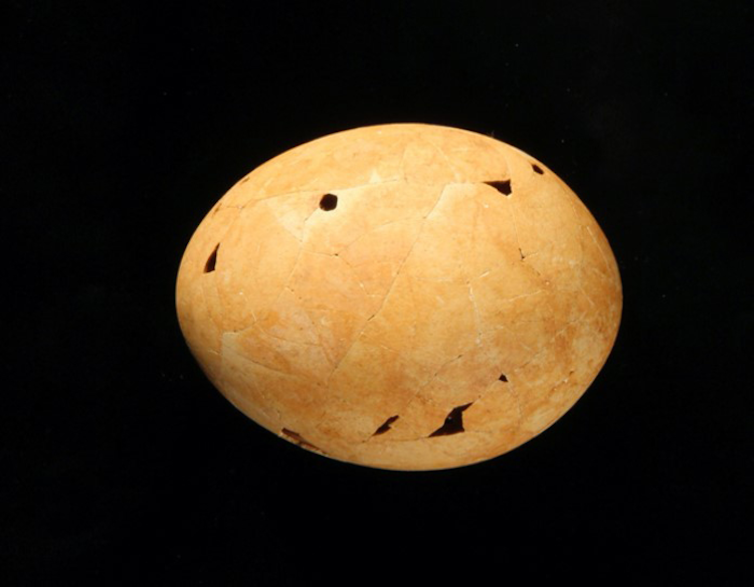 Яйце от геньорнис