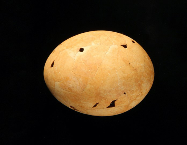 Genyornis egg