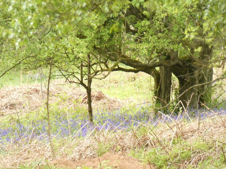 A knotted tree surrounded by bluebells.
