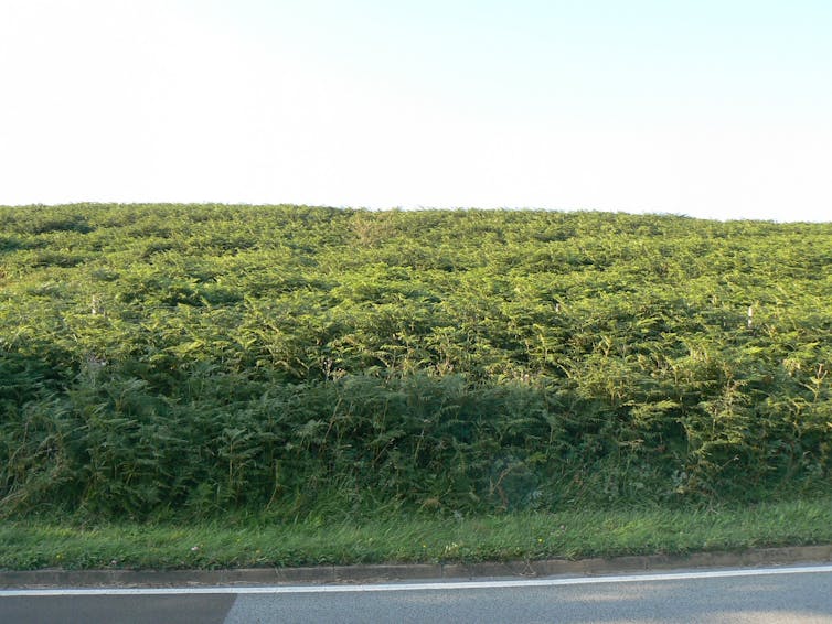 Um vasto e espesso emaranhado de arbustos.