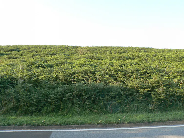 A vast and thick tangle of shrubs.