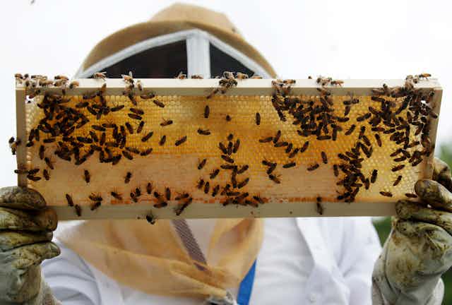 A beekeeper holds a frame of honeybees