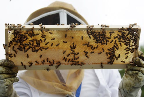 How do you vaccinate a honeybee? 6 questions answered about a new tool for protecting pollinators