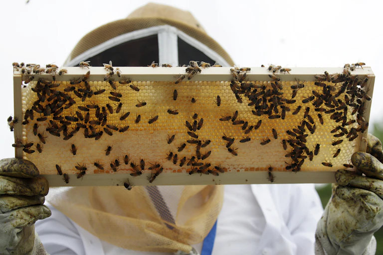 A beekeeper holds a frame of honeybees
