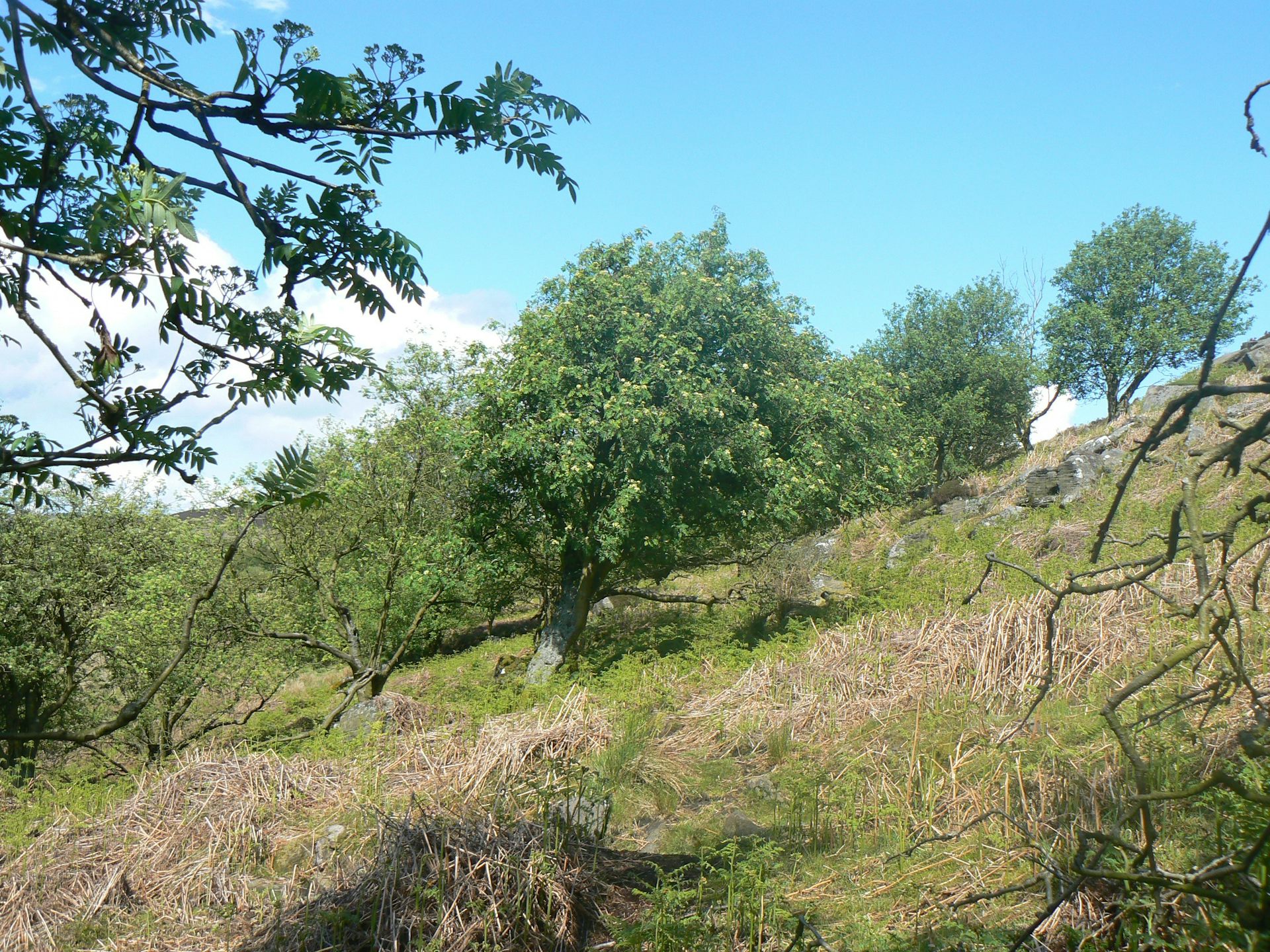 A wizened tree on a hillside.