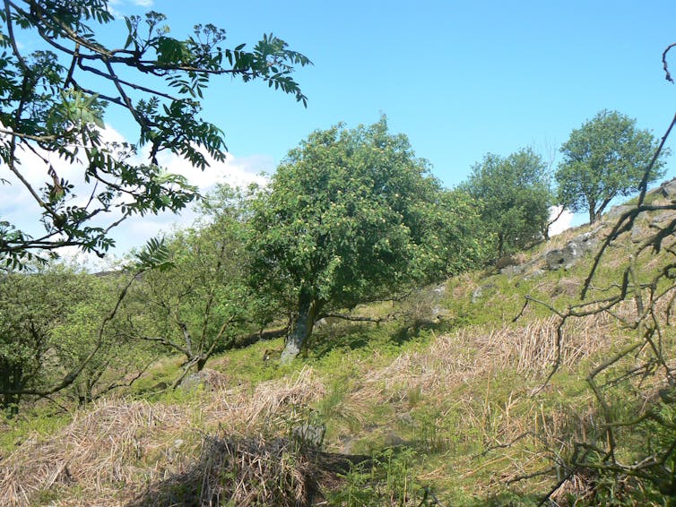 A wizened tree on a hillside.