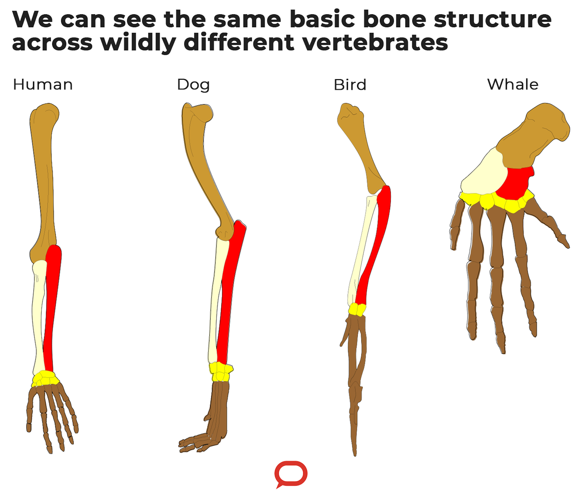 A graphic showing three shared bone structures across humans, dogs, birds and whales.