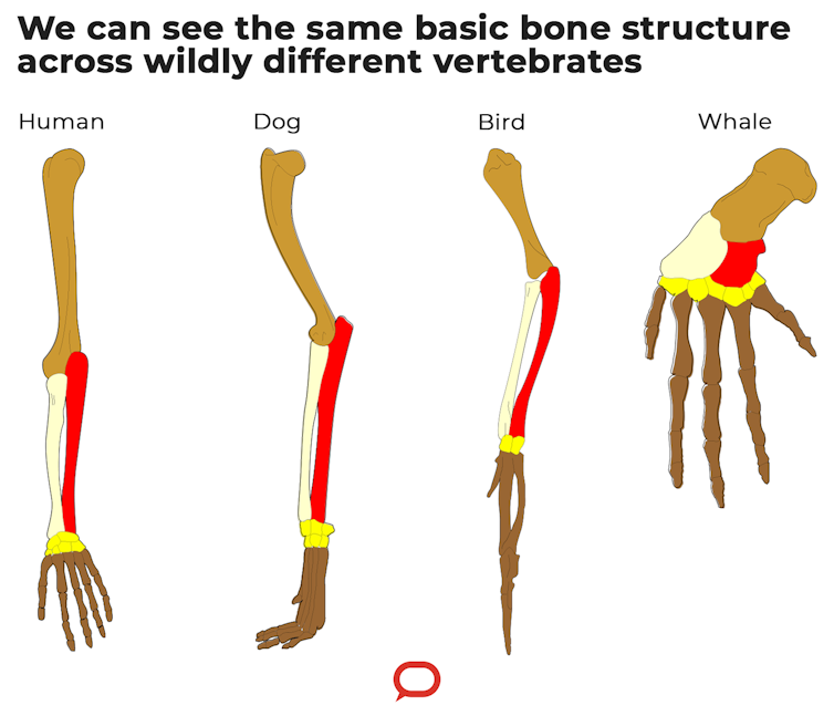 A graphic showing three shared bone structures across humans, dogs, birds and whales.