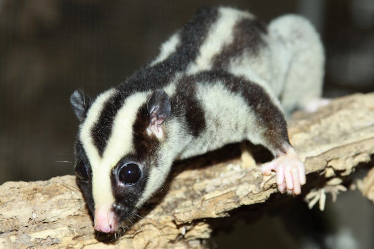Black and white striped possum on a branch
