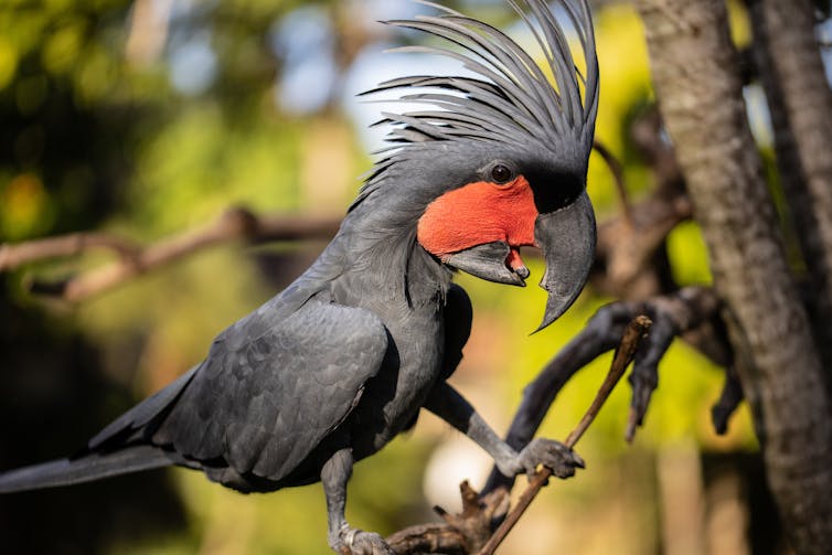 Palm cockatoo on a branch
