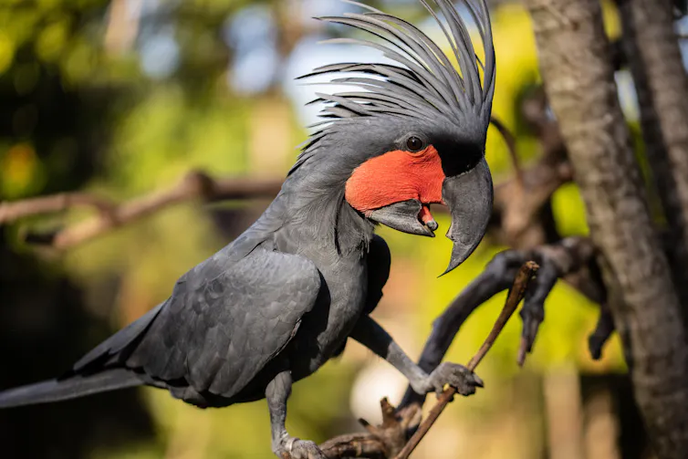Palm cockatoo on a branch