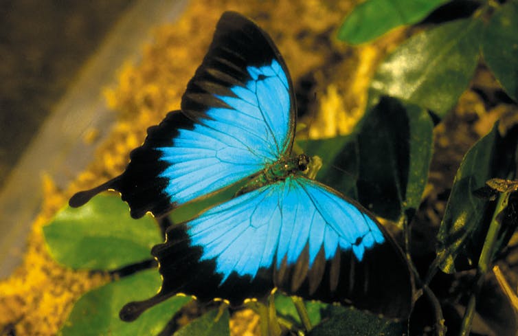 Blue and black butterfly