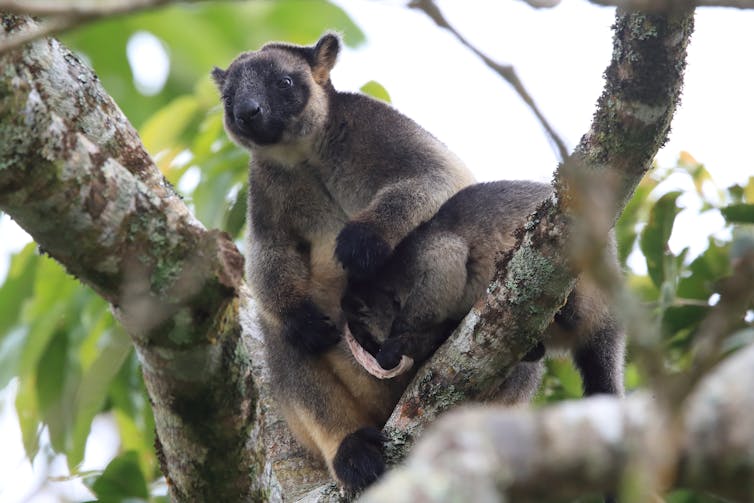 Two tree kangaroos