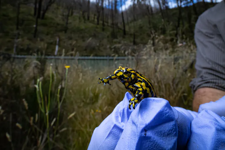 Tiny frog in gloved hands