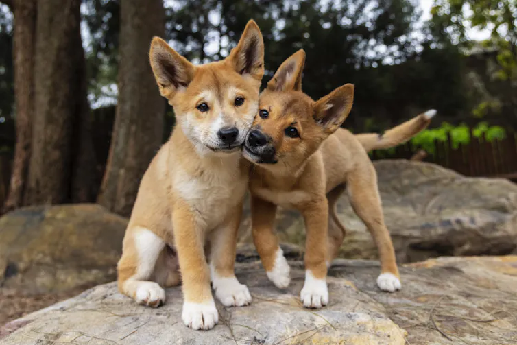 Two dingo pups