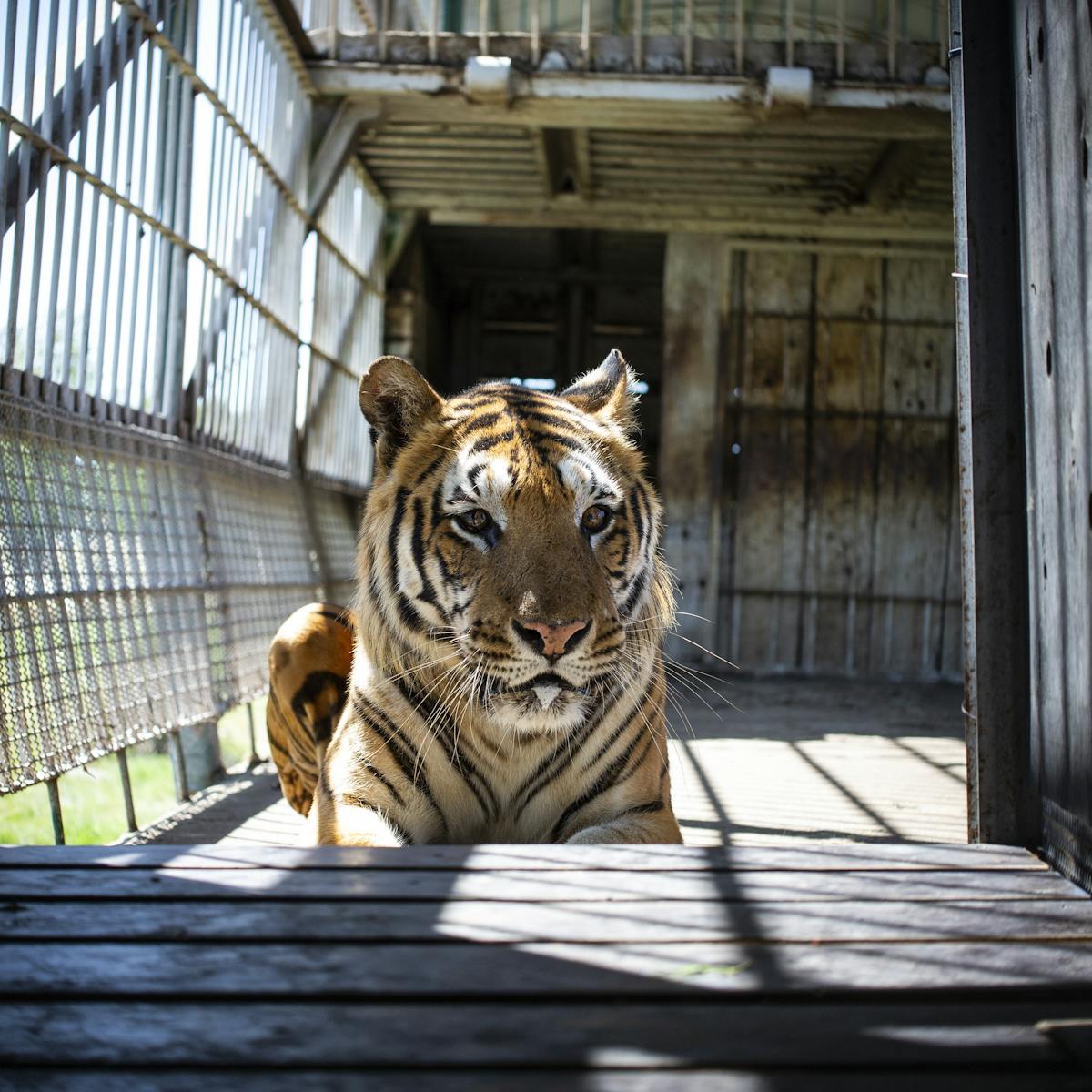 Tigers in South Africa: a farming industry exists – often for their body  parts