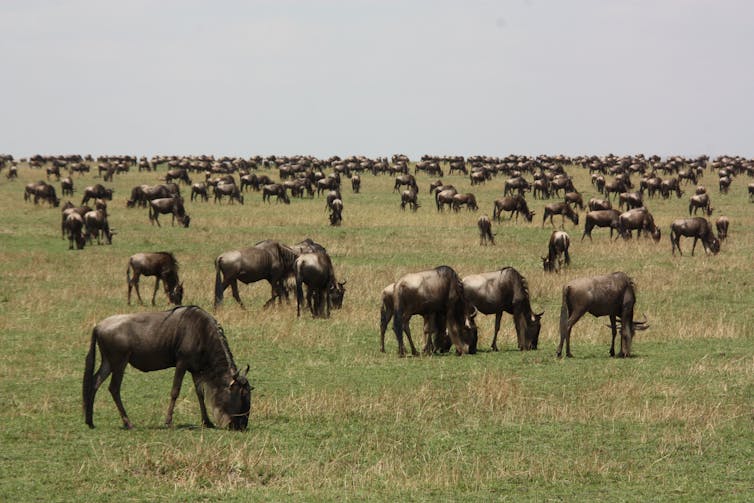 A herd of large brown wildebeest is spread out across a grassy landscape, chewing the grass