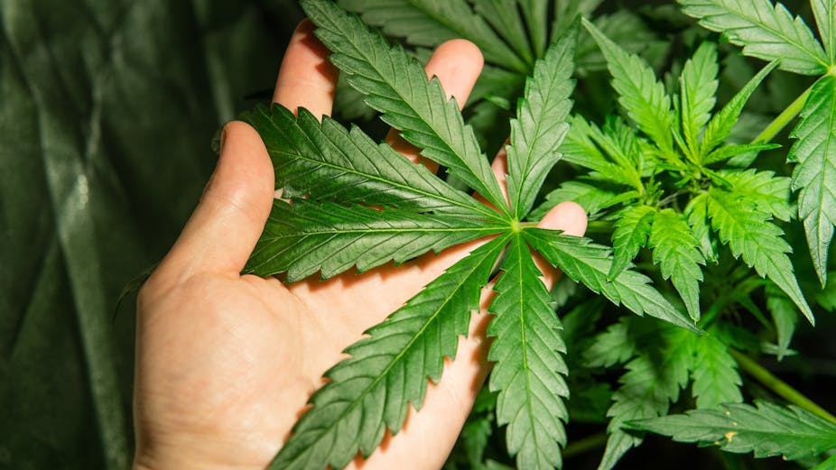 A hand holds a cannabis plant.