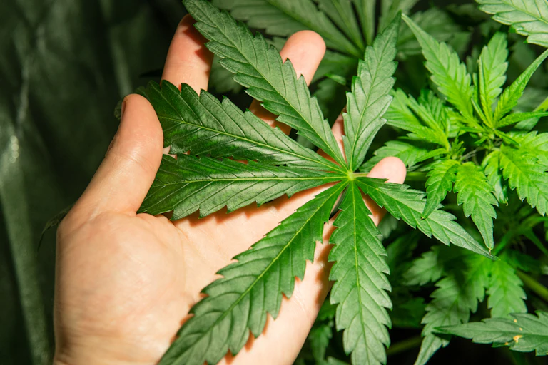A hand holds a cannabis plant.