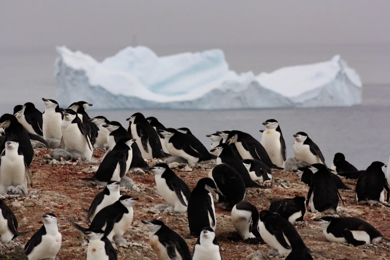 Pingüinos barbijo.