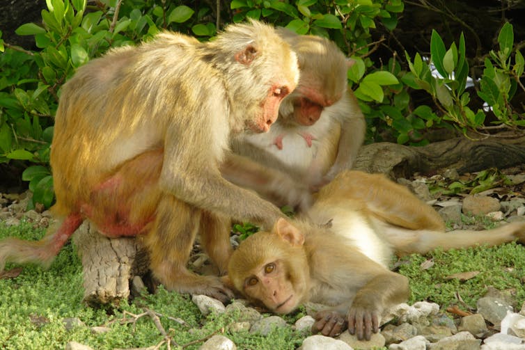two monkeys pick through the fur of a third lying on the ground
