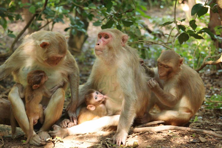five monkeys relax together; two small ones are nursing