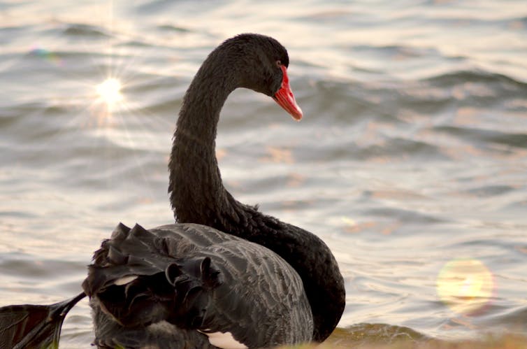A black swan with a red beak against a light background of rippling water