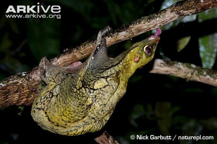 A green Colugo hanging upside down from a branch.
