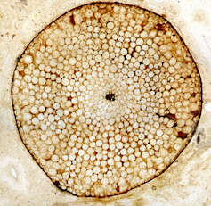 A round cross section of a fossilised plant stem detailed in cream and brown.