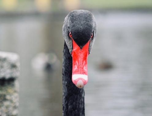 Australia's iconic black swans have a worrying immune system deficiency, new genome study finds
