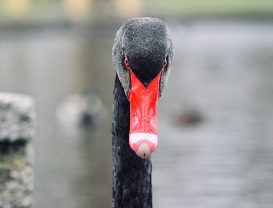 A black swan with a red beak looking directly at camera with red eyes