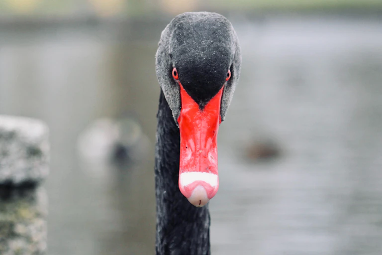 A black swan with a red beak looking directly at camera with red eyes