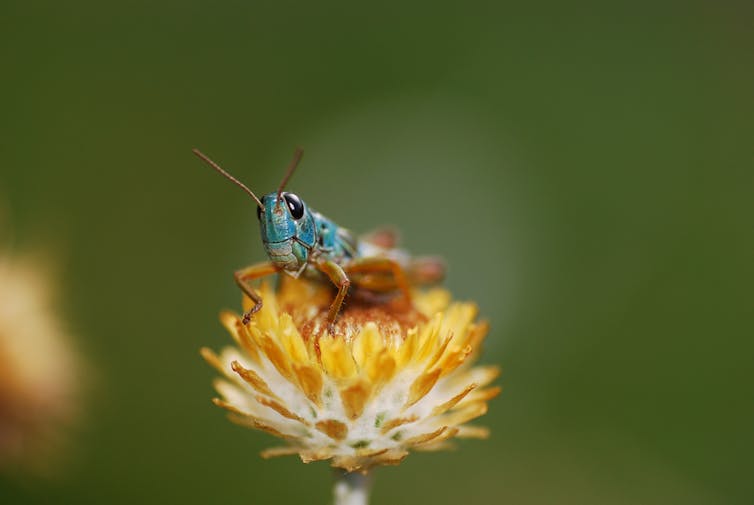 Chameleon grasshopper on a flower
