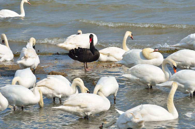 A black swan standing among at least 20 white swans