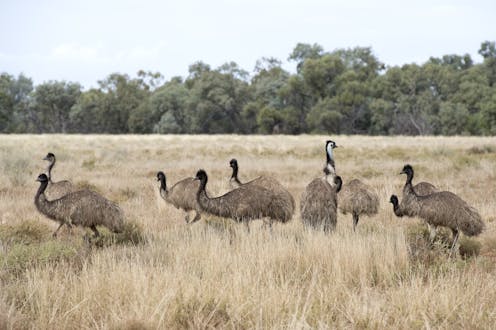 They're on our coat of arms but extinct in Tasmania. Rewilding with emus will be good for the island state's ecosystems