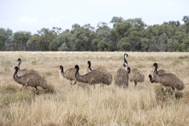 flock of emus in grassland with line of trees behind them