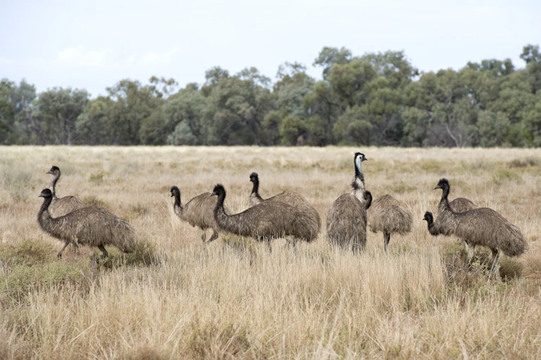 flock of emus in grassland with line of trees behind them